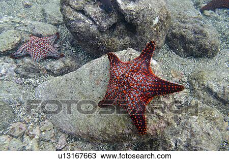 Starfish on the rock underwater Bartolome Island, Galapagos Islands, Ecuador View Large Photo Image Stock Image - Starfish on the rock underwater Bartolome Island, Galapagos Islands, Ecuador. Fotosearch