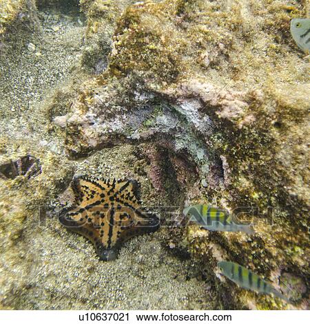 Starfish swimming underwater, Bartolome Island, Galapagos Islands, Ecuador View Large Photo Image Stock Image - Starfish swimming underwater, Bartolome Island, Galapagos Islands, Ecuador. Fotosearch