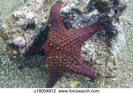Starfish with a small fish underwater, Bartolome Island, Galapagos Islands, Ecuador View Large Photo Image Stock Image - Starfish with a small fish underwater, Bartolome Island, Galapagos Islands, Ecuador. Fotosearch