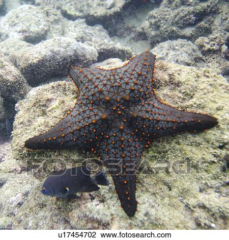 Stock Image - Starfish with another small fish on a rock, Bartolome Island, Galapagos Islands, Ecuador. Fotosearch