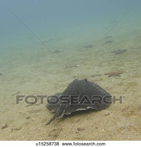 Stingray and starfish swimming underwater, Bartolome Island, Galapagos Islands, Ecuador View Large Photo Image Stock Photo - Stingray and starfish swimming underwater, Bartolome Island, Galapagos Islands, Ecuador. Fotosearch