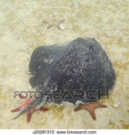 Stingray and starfish underwater, Bartolome Island, Galapagos Islands, Ecuador View Large Photo Image Stock Image - Stingray and starfish underwater, Bartolome Island, Galapagos Islands, Ecuador. Fotosearch