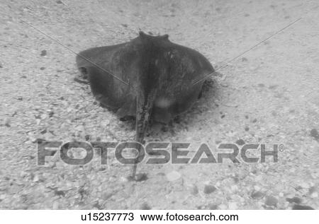 Stock Image - Stingray underwater, San Cristobal Island, Galapagos Islands, Ecuador. Fotosearch