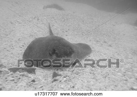 Stingray underwater, San Cristobal Island, Galapagos Islands, Ecuador View Large Photo Image Stock Photo - Stingray underwater, San Cristobal Island, Galapagos Islands, Ecuador. Fotosearch