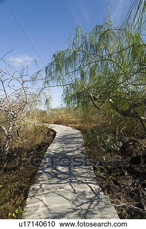 Stock Image - Stoned path passing through a forest, Puerto Baquerizo Moreno, San Cristobal Island, Galapagos Islands, Ecuador. Fotosearch
