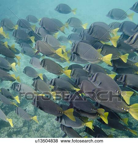 Surgeon fish (Zebrasoma flavescens) swimming underwater, Puerto Egas, Santiago Island, Galapagos Islands, Ecuador View Large Photo Image Stock Photo - Surgeon fish (Zebrasoma flavescens) swimming underwater, Puerto Egas, Santiago Island, Galapagos Islands, Ecuador. Fotosearch