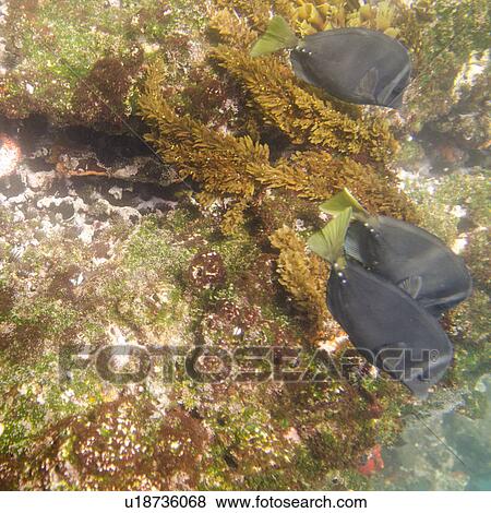 Stock Photo - Three fish swimming underwater, Tagus Cove, Isabela Island, Galapagos Islands, Ecuador. Fotosearch