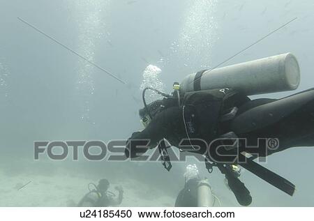 Three people scuba diving underwater, Santa Cruz Island, Galapagos Islands, Ecuador View Large Photo Image Stock Image - Three people scuba diving underwater, Santa Cruz Island, Galapagos Islands, Ecuador. Fotosearch