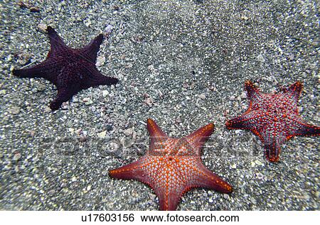Three starfish underwater, Bartolome Island, Galapagos Islands, Ecuador View Large Photo Image Stock Photograph - Three starfish underwater, Bartolome Island, Galapagos Islands, Ecuador. Fotosearch