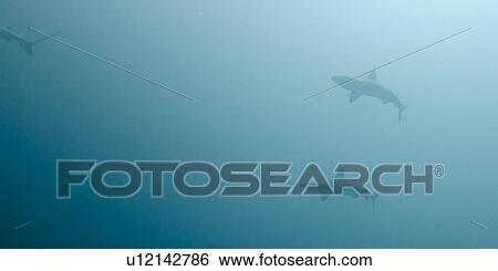 Three Whitetip Reef shark (Triaenodon Obesus) swimming underwater, San Cristobal Island, Galapagos Islands, Ecuador View Large Photo Image Stock Photograph - Three Whitetip Reef shark (Triaenodon Obesus) swimming underwater, San Cristobal Island, Galapagos Islands, Ecuador. Fotosearch