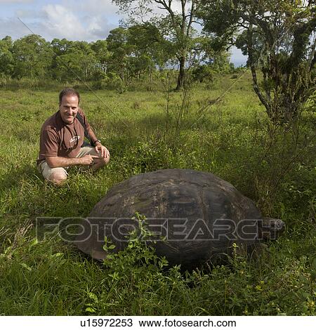 Stock Image - Tourist crouching near a Giant tortoise, Santa Cruz Island, Galapagos Islands, Ecuador. Fotosearch