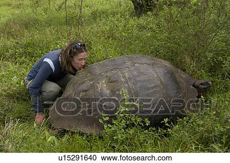 Stock Image - Tourist kissing a Giant tortoise, Santa Cruz Island, Galapagos Islands, Ecuador. Fotosearch