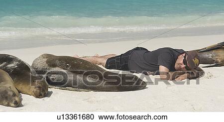 Stock Image - Tourist lying on the beach with Galapagos sea lions (Zalophus californianus wollebacki), Gardner Bay, Espanola Island, Galapagos Islands, Ecuador. Fotosearch