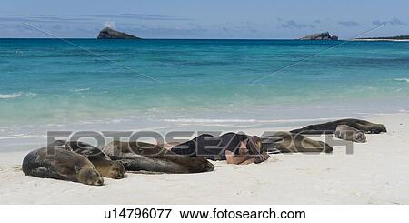 Stock Photo - Tourist lying on the beach with Galapagos sea lions (Zalophus californianus wollebacki), Gardner Bay, Espanola Island, Galapagos Islands, Ecuador. Fotosearch