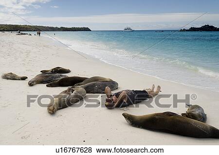Tourist lying on the beach with Galapagos sea lions (Zalophus californianus wollebacki), Gardner Bay, Espanola Island, Galapagos Islands, Ecuador View Large Photo Image Stock Photo - Tourist lying on the beach with Galapagos sea lions (Zalophus californianus wollebacki), Gardner Bay, Espanola Island, Galapagos Islands, Ecuador. Fotosearch