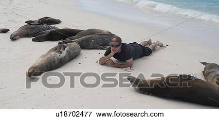 Stock Photo - Tourist lying on the beach with Galapagos sea lions (Zalophus californianus wollebacki), Gardner Bay, Espanola Island, Galapagos Islands, Ecuador. Fotosearch