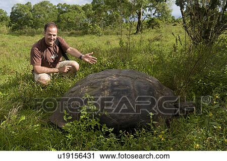 Stock Image - Tourist showing a Giant tortoise, Santa Cruz Island, Galapagos Islands, Ecuador. Fotosearch