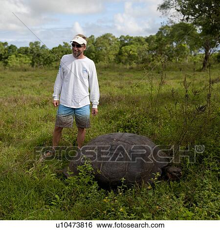 Tourist standing near a Giant tortoise, Santa Cruz Island, Galapagos Islands, Ecuador View Large Photo Image Stock Photograph - Tourist standing near a Giant tortoise, Santa Cruz Island, Galapagos Islands, Ecuador. Fotosearch