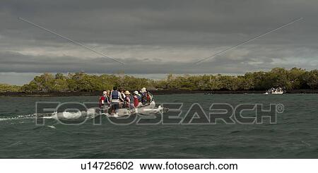 Tourists in a panga, Punta Espinoza, Fernandina Island, Galapagos Islands, Ecuador View Large Photo Image Stock Image - Tourists in a panga, Punta Espinoza, Fernandina Island, Galapagos Islands, Ecuador. Fotosearch