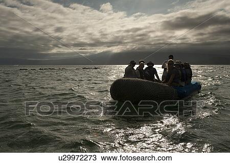 Stock Image - Tourists in a panga, Punta Espinoza, Fernandina Island, Galapagos Islands, Ecuador. Fotosearch