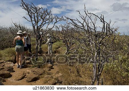 Stock Image - Tourists in forest, North Seymour Island, Galapagos Islands, Ecuador. Fotosearch