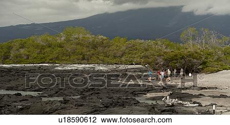 Tourists near a volcanic crater, Punta Espinoza, Fernandina Island, Galapagos Islands, Ecuador View Large Photo Image Stock Image - Tourists near a volcanic crater, Punta Espinoza, Fernandina Island, Galapagos Islands, Ecuador. Fotosearch