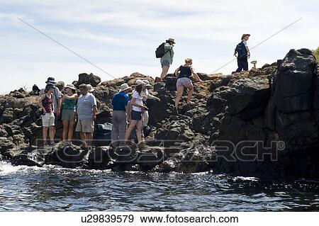 Tourists on a rocky coast, North Seymour Island, Galapagos Islands, Ecuador View Large Photo Image Stock Photo - Tourists on a rocky coast, North Seymour Island, Galapagos Islands, Ecuador. Fotosearch
