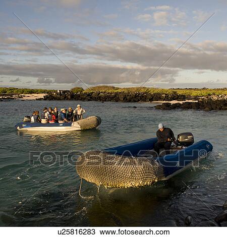 Tourists on panga boats, Punta Suarez, Espanola Island, Hood Island, Galapagos Islands, Ecuador View Large Photo Image Stock Image - Tourists on panga boats, Punta Suarez, Espanola Island, Hood Island, Galapagos Islands, Ecuador. Fotosearch
