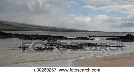 Stock Photo - Tourists on the beach, San Cristobal Island, Galapagos Islands, Ecuador. Fotosearch