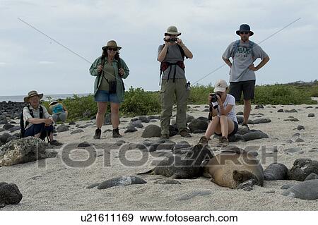 Stock Photo - Tourists photographing a Galapagos sea lion (Zalophus californianus wollebacki) nursing its pup, North Seymour Island, Galapagos Islands, Ecuador. Fotosearch
