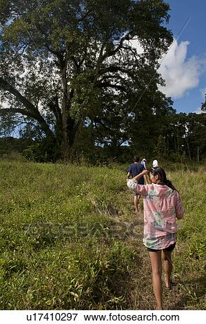 Tourists walking on a trail, Santa Cruz Island, Galapagos Islands, Ecuador View Large Photo Image Stock Photo - Tourists walking on a trail, Santa Cruz Island, Galapagos Islands, Ecuador. Fotosearch