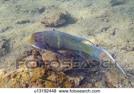 Two fish swimming underwater, Bartolome Island, Galapagos Islands, Ecuador View Large Photo Image Stock Photo - Two fish swimming underwater, Bartolome Island, Galapagos Islands, Ecuador. Fotosearch