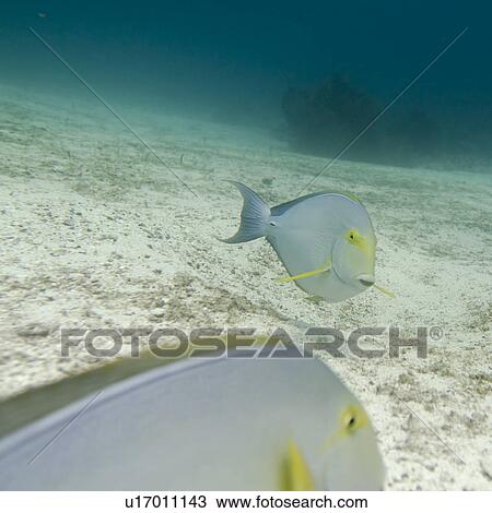 Two fish swimming underwater, Santa Cruz Island, Galapagos Islands, Ecuador View Large Photo Image Stock Image - Two fish swimming underwater, Santa Cruz Island, Galapagos Islands, Ecuador. Fotosearch