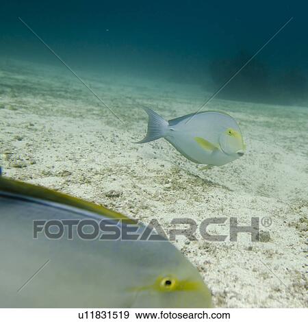 Stock Photo - Two fish swimming underwater, Santa Cruz Island, Galapagos Islands, Ecuador. Fotosearch