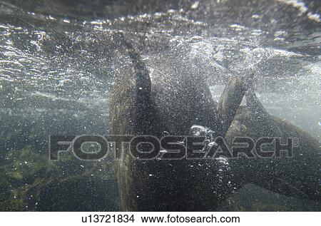 Two Galapagos sea lion (Zalophus californianus wollebacki) swimming underwater, Darwin Bay, Genovesa Island, Galapagos Islands, Ecuador View Large Photo Image Picture - Two Galapagos sea lion (Zalophus californianus wollebacki) swimming underwater, Darwin Bay, Genovesa Island, Galapagos Islands, Ecuador. Fotosearch