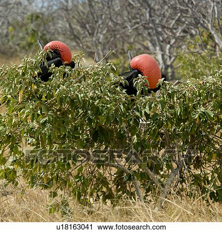 Two Great frigatebirds (Fregata minor) perching on a tree branch, North Seymour Island, Galapagos Islands, Ecuador View Large Photo Image Stock Image - Two Great frigatebirds (Fregata minor) perching on a tree branch, North Seymour Island, Galapagos Islands, Ecuador. Fotosearch