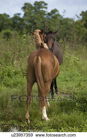 Two horses in a field, Santa Cruz Island, Galapagos Islands, Ecuador View Large Photo Image Stock Photo - Two horses in a field, Santa Cruz Island, Galapagos Islands, Ecuador. Fotosearch