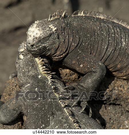 Two Marine iguanas (Amblyrhynchus cristatus), Punta Espinoza, Fernandina Island, Galapagos Islands, Ecuador View Large Photo Image Stock Image - Two Marine iguanas (Amblyrhynchus cristatus), Punta Espinoza, Fernandina Island, Galapagos Islands, Ecuador. Fotosearch