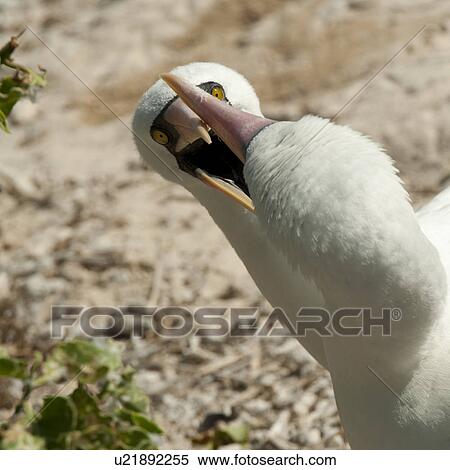 Stock Photography - Two Nazca boobies (Sula granti), Genovesa Island, Galapagos Islands, Ecuador. Fotosearch