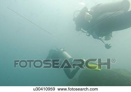 Two scuba divers swimming underwater, Santa Cruz Island, Galapagos Islands, Ecuador View Large Photo Image Stock Photo - Two scuba divers swimming underwater, Santa Cruz Island, Galapagos Islands, Ecuador. Fotosearch