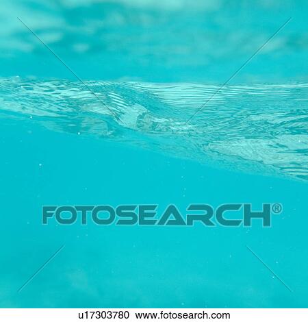 Underwater, Gardner Bay, Espanola Island, Galapagos Islands, Ecuador View Large Photo Image Stock Image - Underwater, Gardner Bay, Espanola Island, Galapagos Islands, Ecuador. Fotosearch