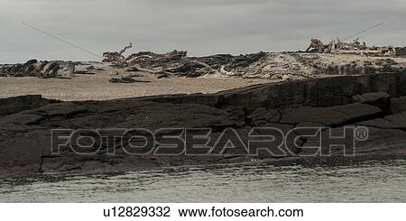 Volcanic rocks on the coast, Punta Espinoza, Fernandina Island, Galapagos Islands, Ecuador View Large Photo Image Stock Image - Volcanic rocks on the coast, Punta Espinoza, Fernandina Island, Galapagos Islands, Ecuador. Fotosearch