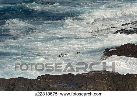 Waves breaking on the coast, Punta Suarez, Espanola Island, Galapagos Islands, Ecuador View Large Photo Image Stock Photography - Waves breaking on the coast, Punta Suarez, Espanola Island, Galapagos Islands, Ecuador. Fotosearch
