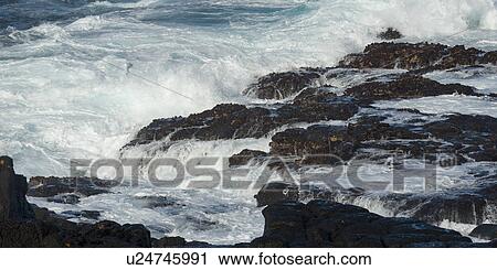 Waves crashing on rocky coast, Punta Suarez, Espanola Island, Galapagos Islands, Ecuador View Large Photo Image Stock Image - Waves crashing on rocky coast, Punta Suarez, Espanola Island, Galapagos Islands, Ecuador. Fotosearch