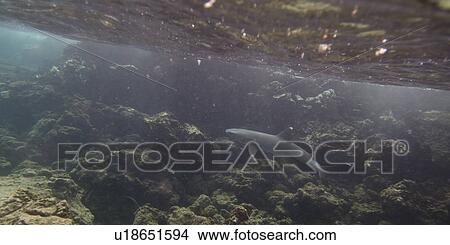 Whitetip Reef shark (Triaenodon Obesus) swimming underwater, Puerto Egas, Santiago Island, Galapagos Islands, Ecuador View Large Photo Image Picture - Whitetip Reef shark (Triaenodon Obesus) swimming underwater, Puerto Egas, Santiago Island, Galapagos Islands, Ecuador. Fotosearch