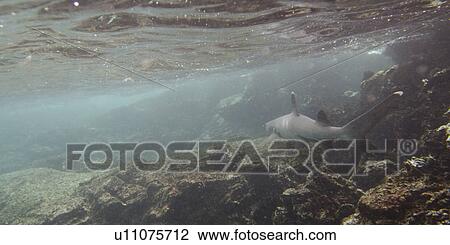 Stock Image - Whitetip Reef shark (Triaenodon Obesus) swimming underwater, Puerto Egas, Santiago Island, Galapagos Islands, Ecuador. Fotosearch