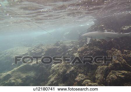 Whitetip Reef shark (Triaenodon Obesus) swimming underwater, Puerto Egas, Santiago Island, Galapagos Islands, Ecuador View Large Photo Image Stock Image - Whitetip Reef shark (Triaenodon Obesus) swimming underwater, Puerto Egas, Santiago Island, Galapagos Islands, Ecuador. Fotosearch