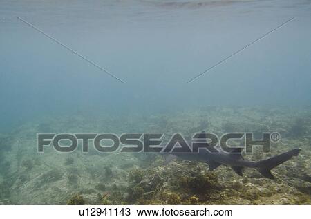 Whitetip Reef shark (Triaenodon Obesus) swimming underwater, Puerto Egas, Santiago Island, Galapagos Islands, Ecuador View Large Photo Image Stock Image - Whitetip Reef shark (Triaenodon Obesus) swimming underwater, Puerto Egas, Santiago Island, Galapagos Islands, Ecuador. Fotosearch