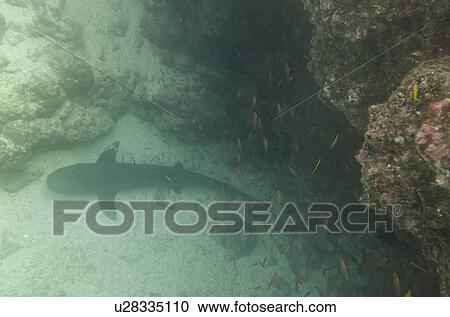 Stock Image - Whitetip Reef shark (Triaenodon Obesus) swimming underwater, Santa Cruz Island, Galapagos Islands, Ecuador. Fotosearch