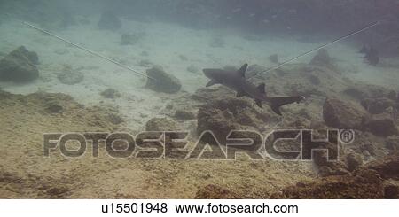 Stock Photo - Whitetip Reef shark (Triaenodon Obesus) swimming underwater, Puerto Egas, Santiago Island, Galapagos Islands, Ecuador. Fotosearch